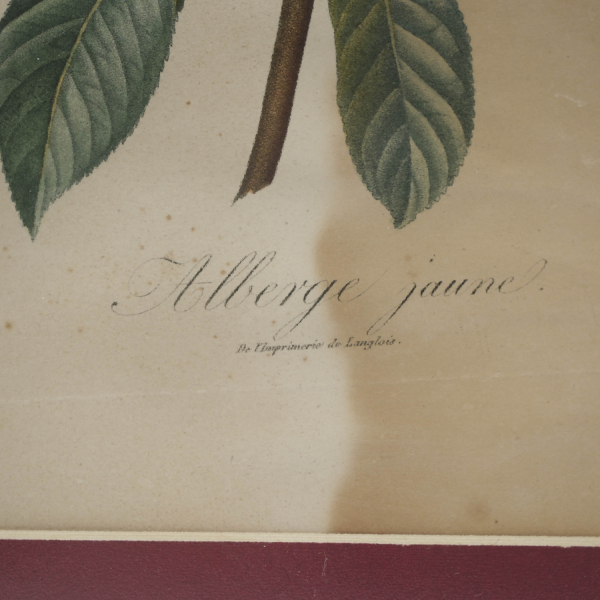 Alberge Jaune – Sarı Şeftali Botanik Gravürü
