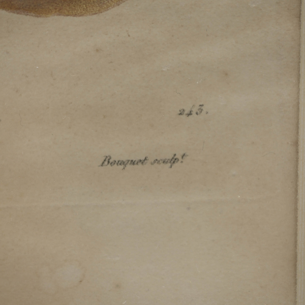 Alberge Jaune – Sarı Şeftali Botanik Gravürü