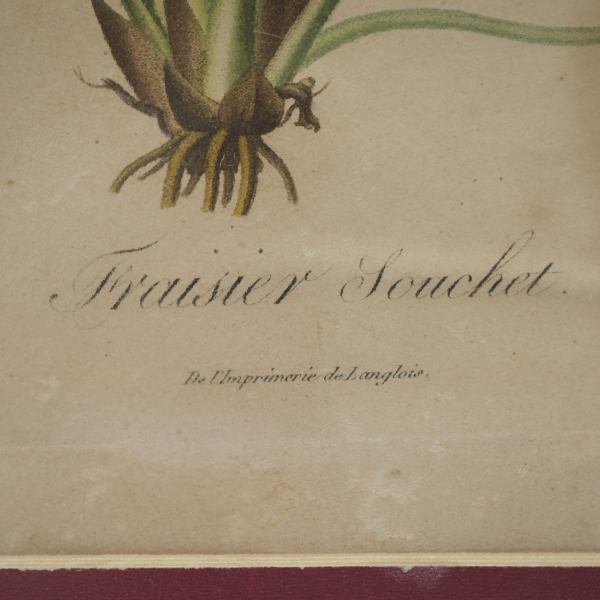 Fraisier Souchet – Çilek Botanik Gravürü